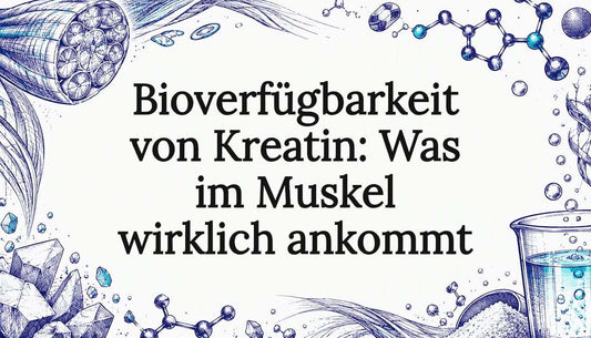 Eine gezeichnete Muskelfaser und Kreatinmoleküle auf Papier